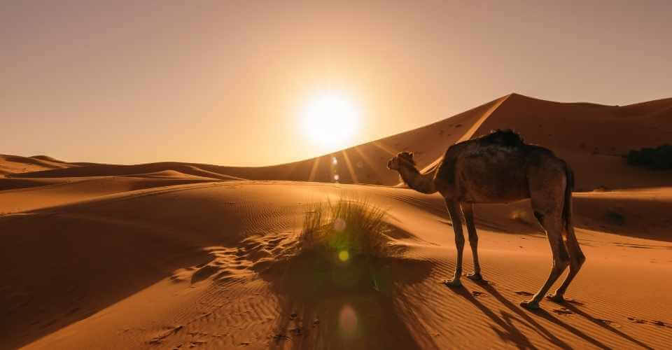 camel ride for sunrise in Merzouga